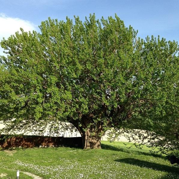 Casa Dei Sogni D'Oro Apartment San Pietro  Екстериор снимка